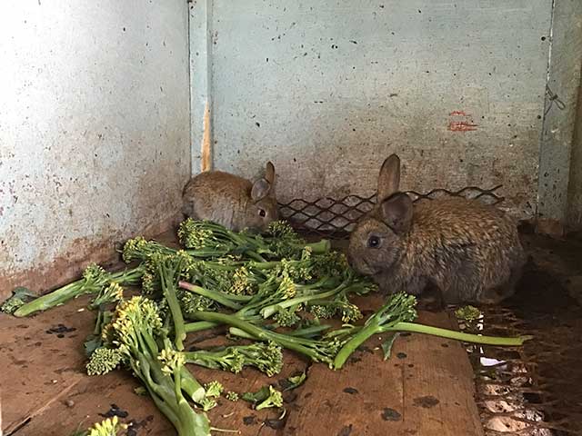 sfsfarmrabbitbreeds