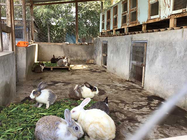 sfsfarmrabbits